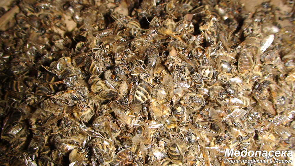 Купить подмор пчелиный в Москве