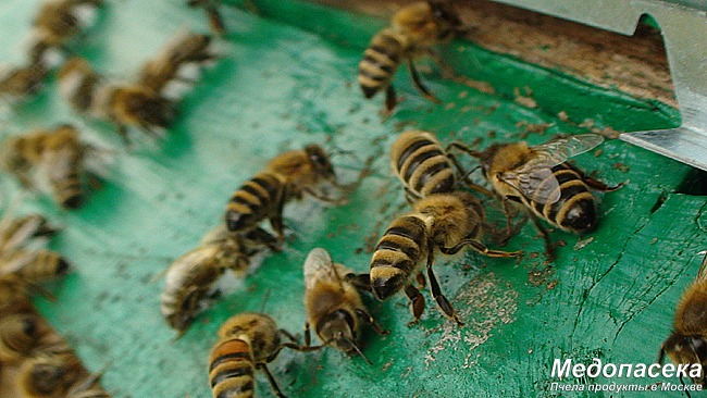 Разновидность пчёл и их породы