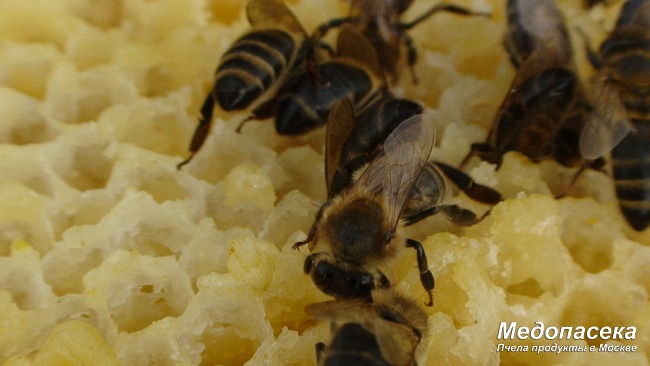 Купить мед диких пчел в Москве