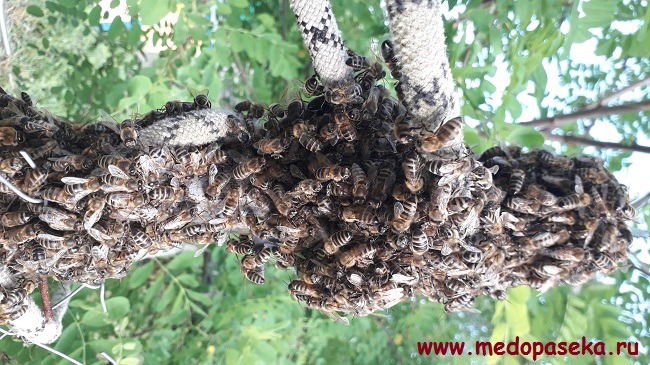 Как распознать порядочного пчеловода и его продукцию