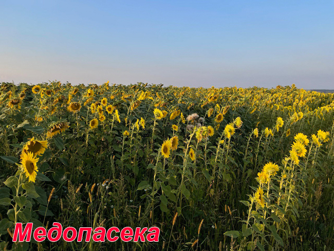 фото лента Медопасека